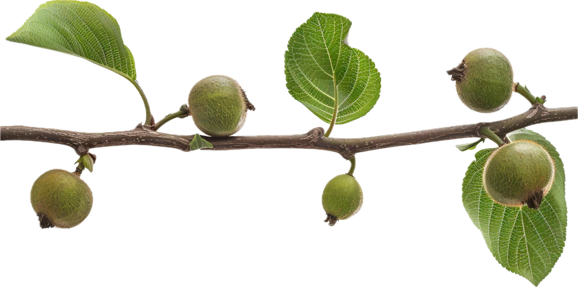 AI generated Young Green Walnuts on Tree Branch png