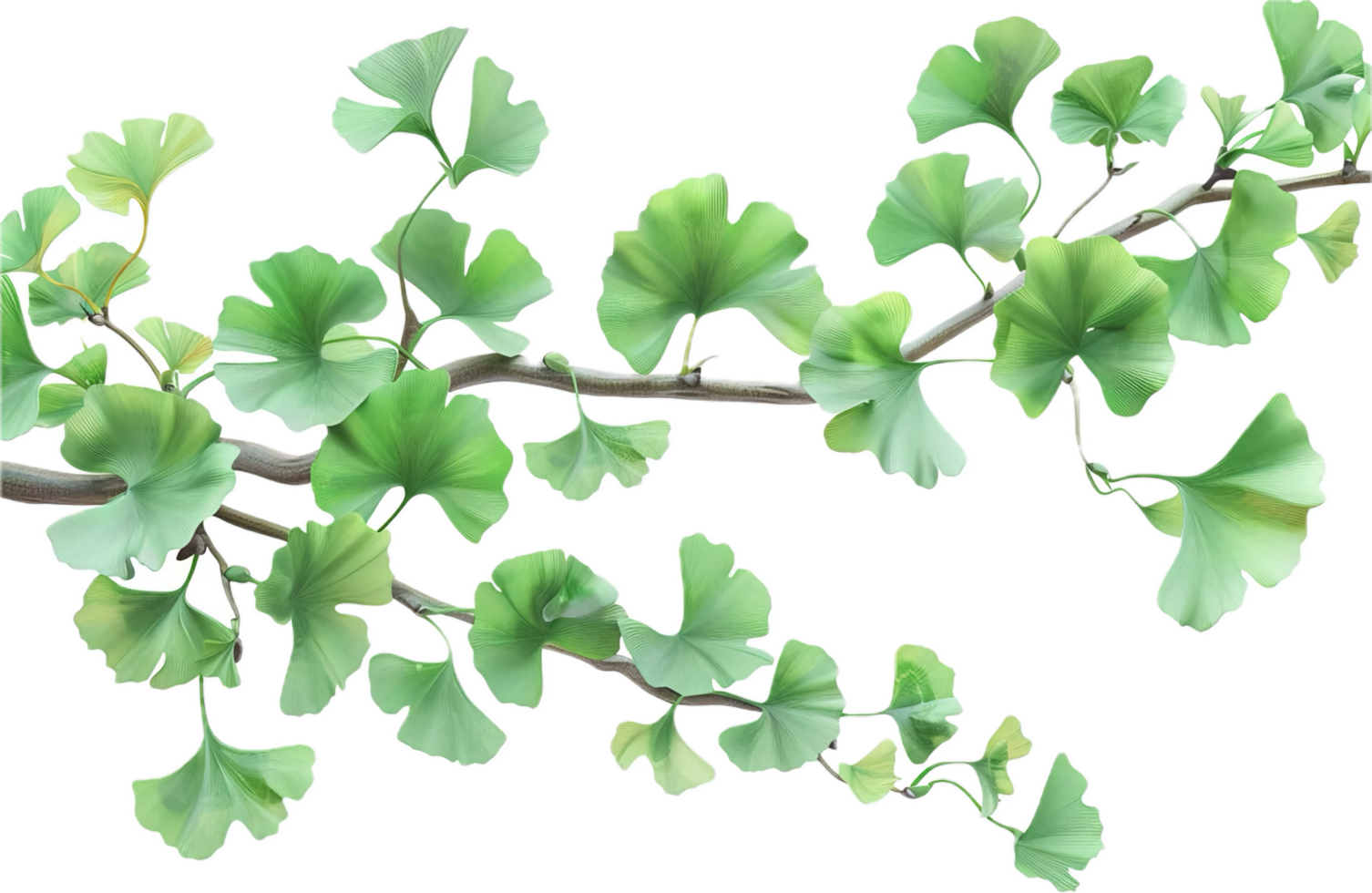 AI generated Ginkgo Biloba Branch with Distinctive Leaves png