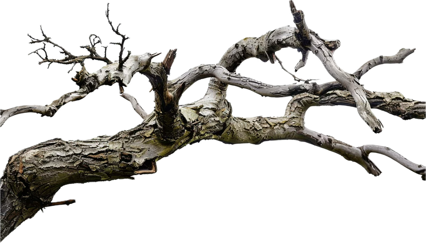 AI generated Dry Tree Branch png