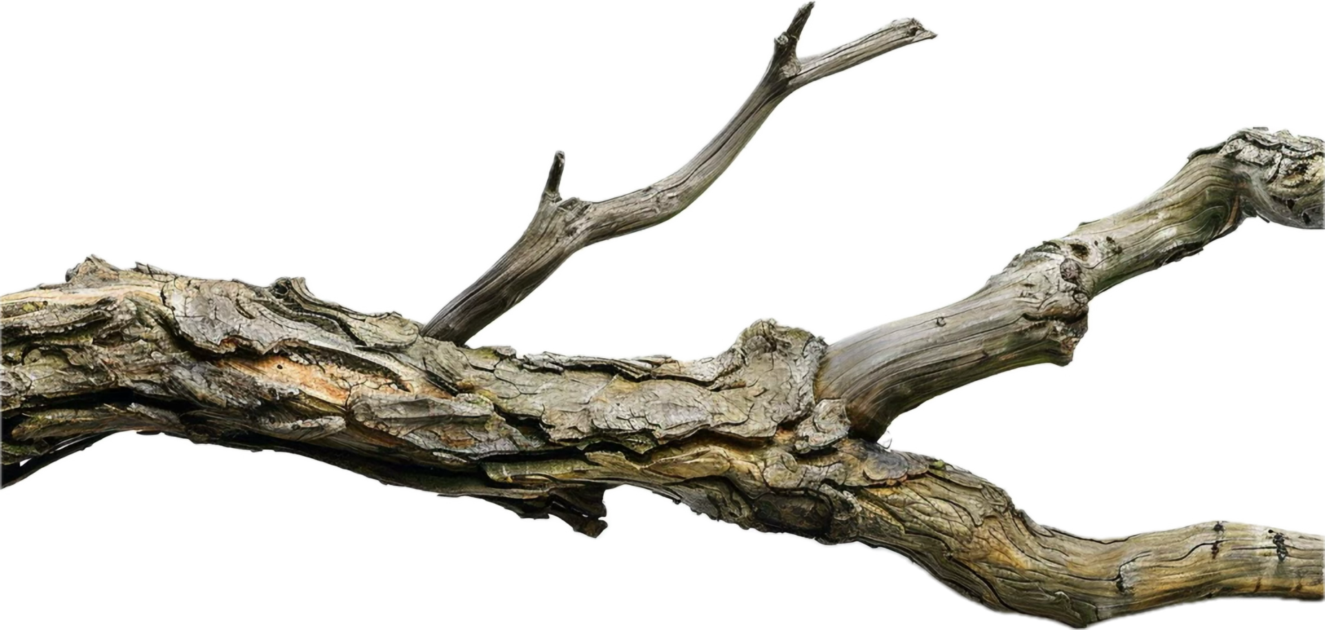 AI generated Dry Tree Branch png
