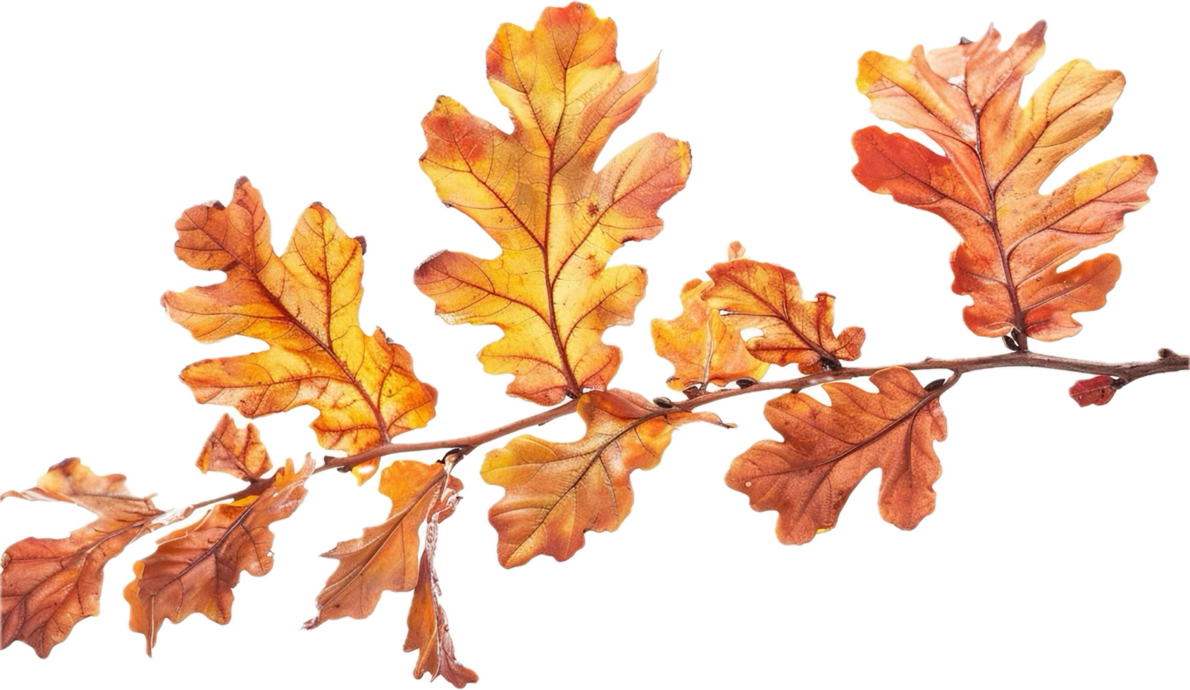 AI generated Autumn Oak Leaves Branch png
