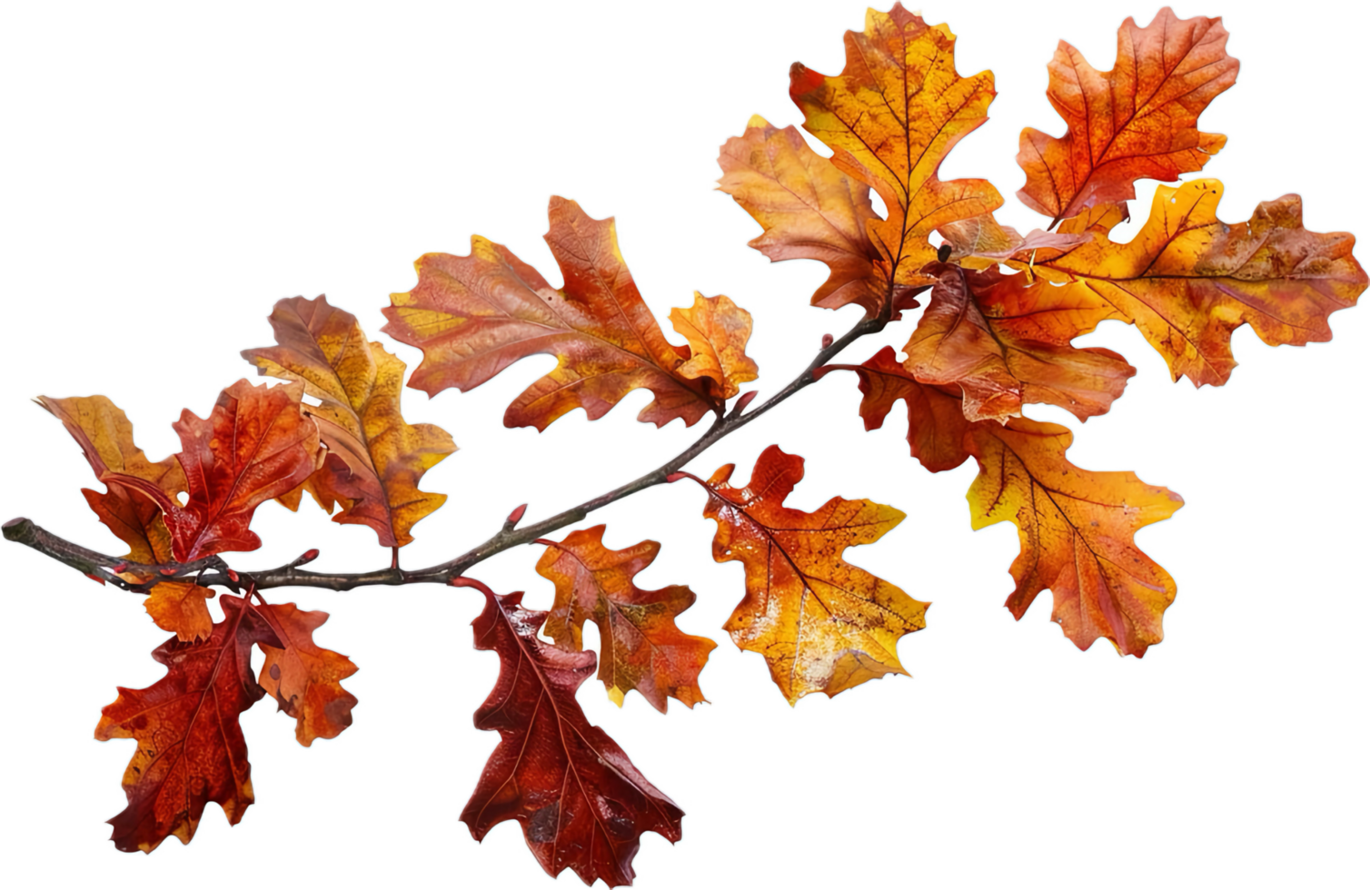 AI generated Autumn Oak Leaves Branch png
