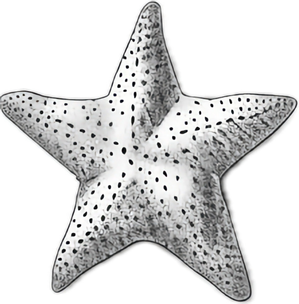 AI generated Monochrome Sketch of Starfish png