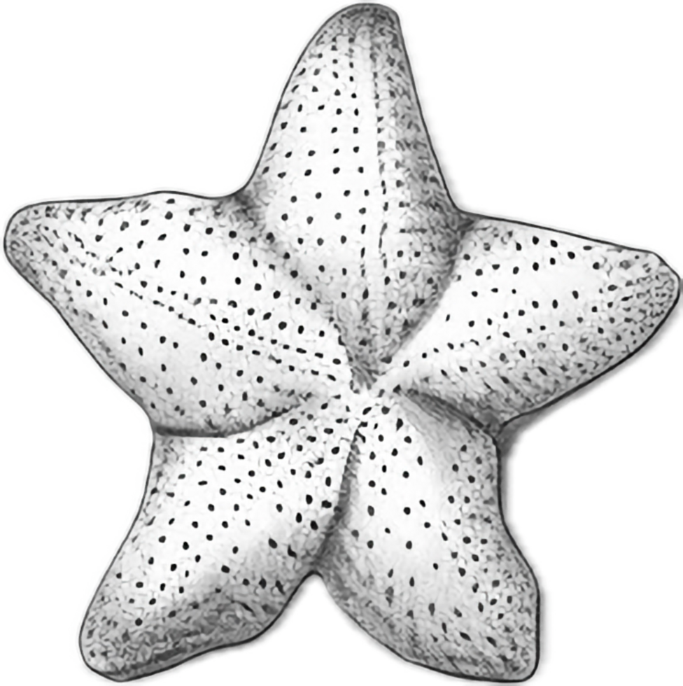 AI generated Monochrome Sketch of Starfish png