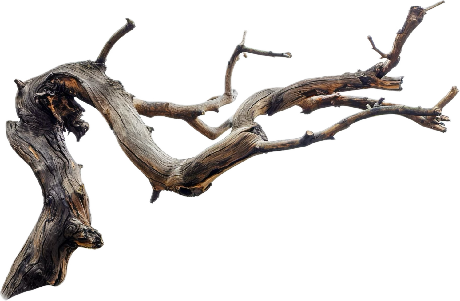 AI generated Dry Tree Branch png