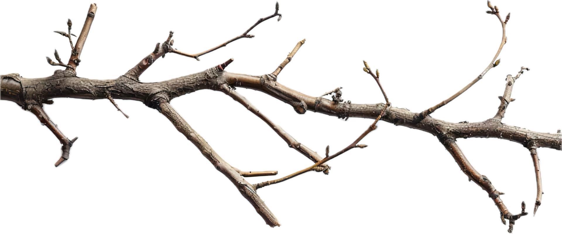 AI generated Tangled Dry Tree Branches png