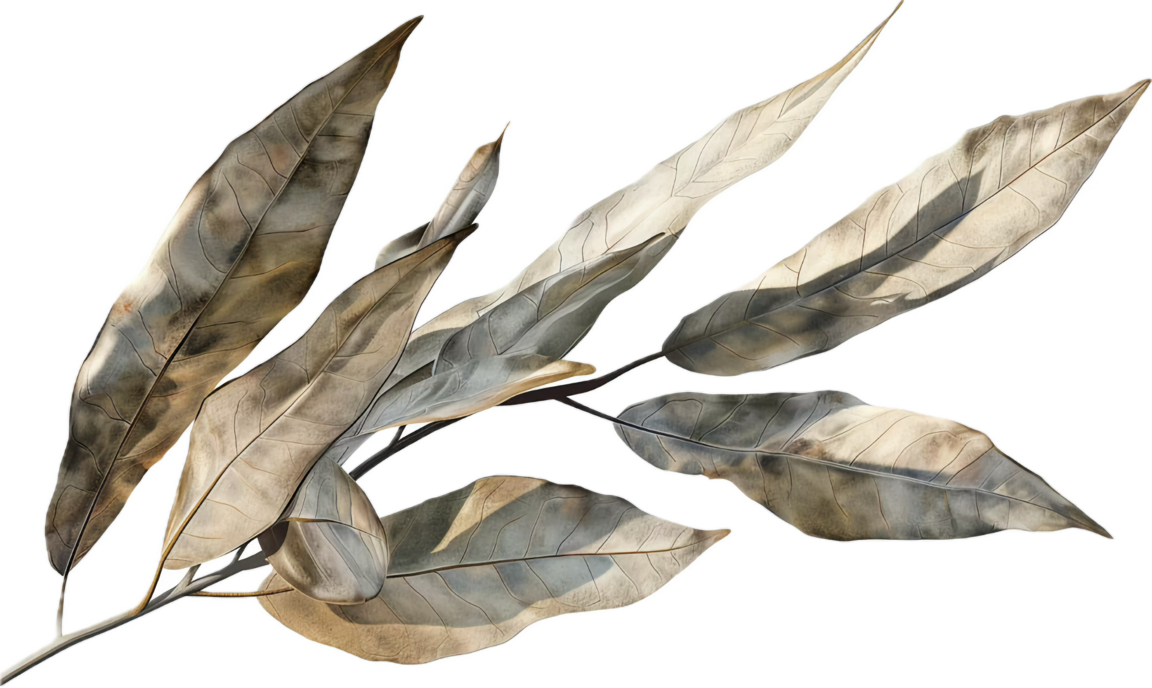 AI generated Dried Bay Leaves png