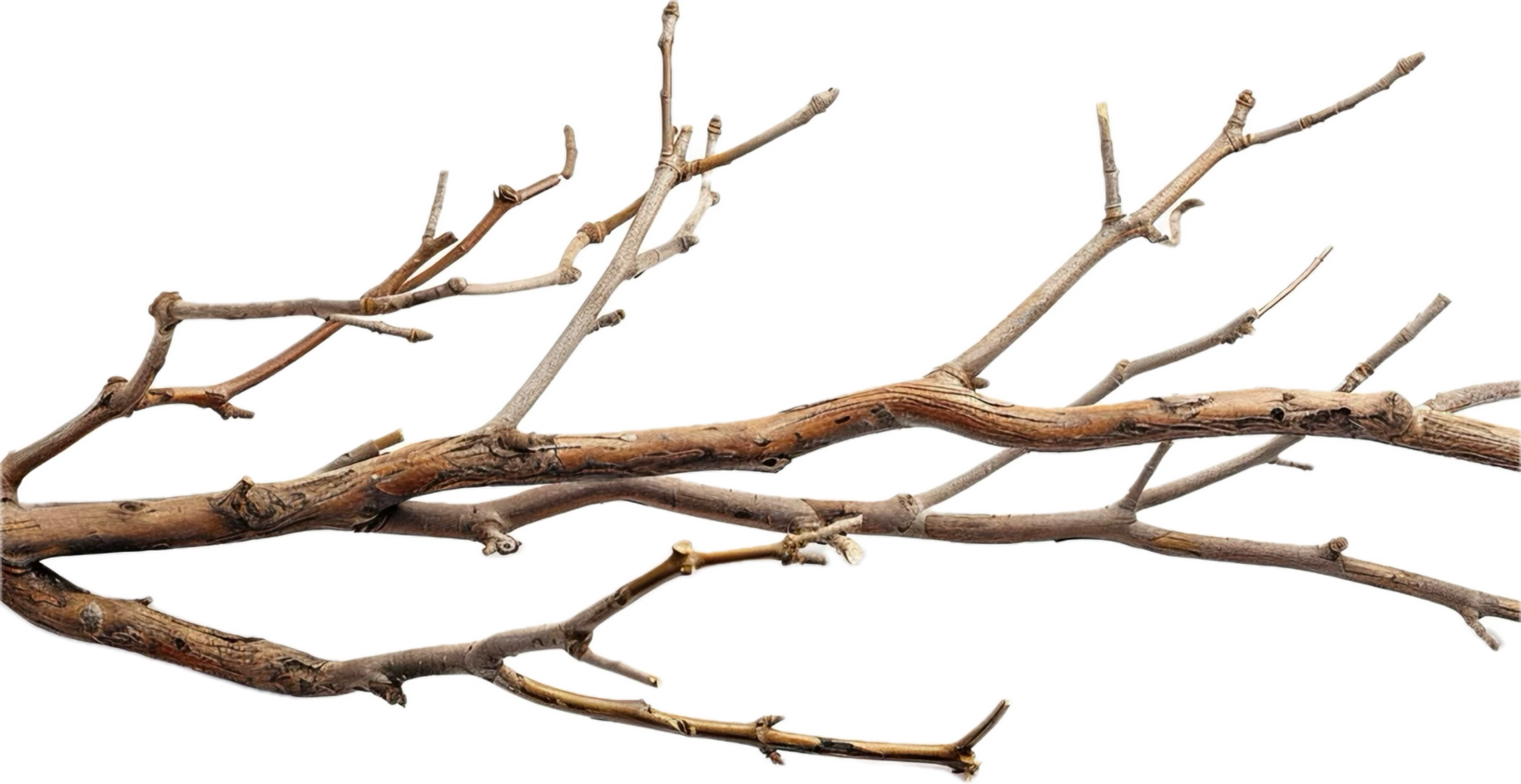 AI generated Tangled Dry Tree Branches png