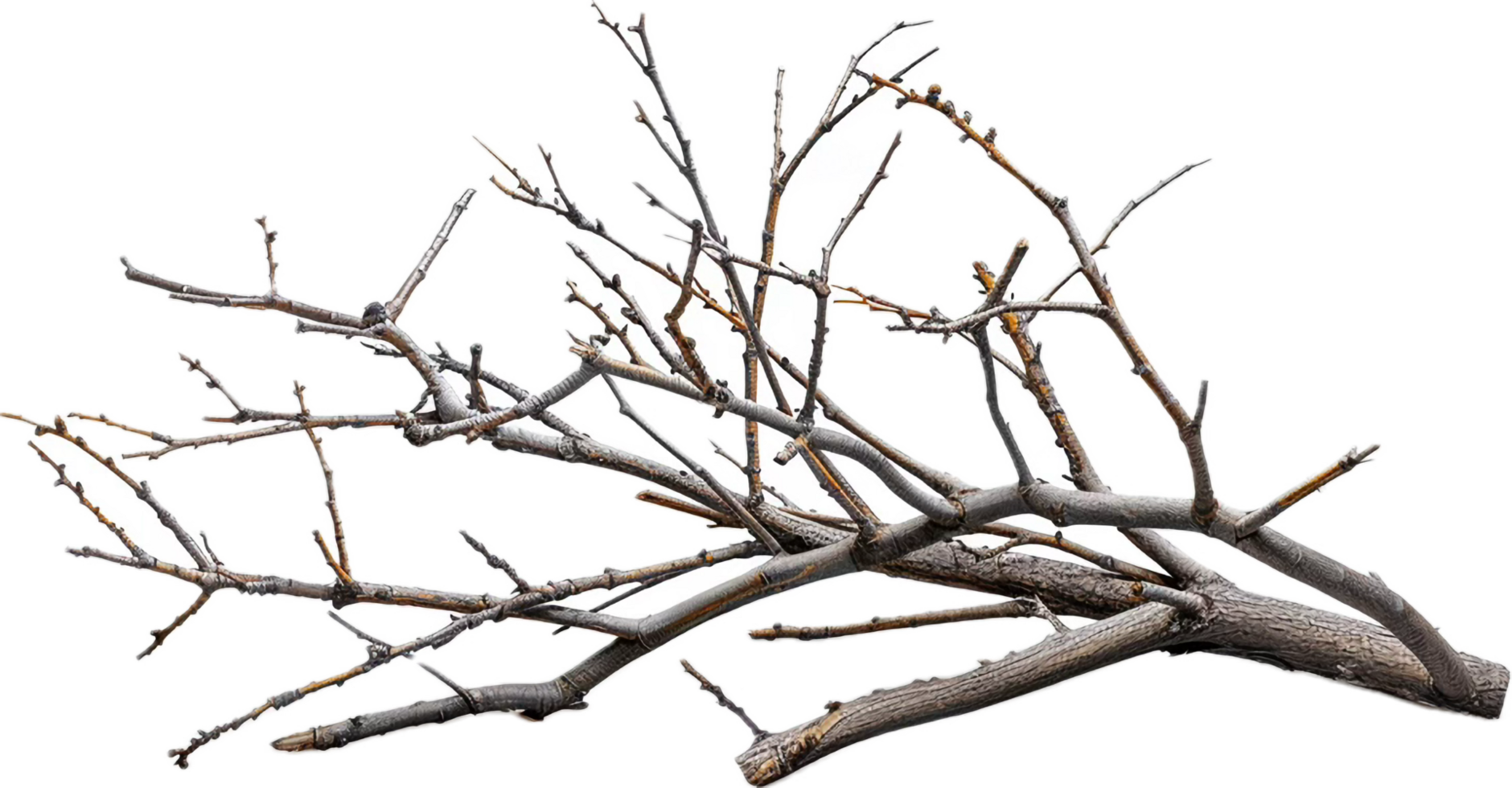 AI generated Tangled Dry Tree Branches png