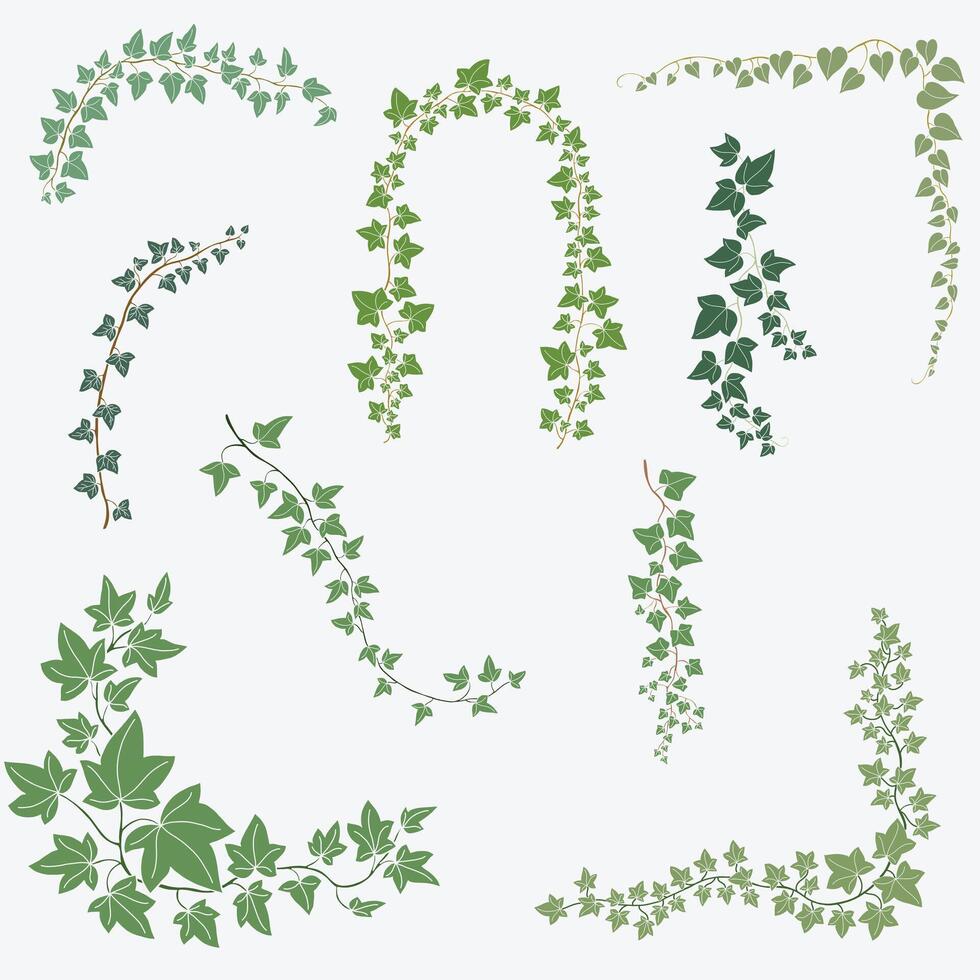 Floral ivy drawing decorative ornament flat design collection. vector