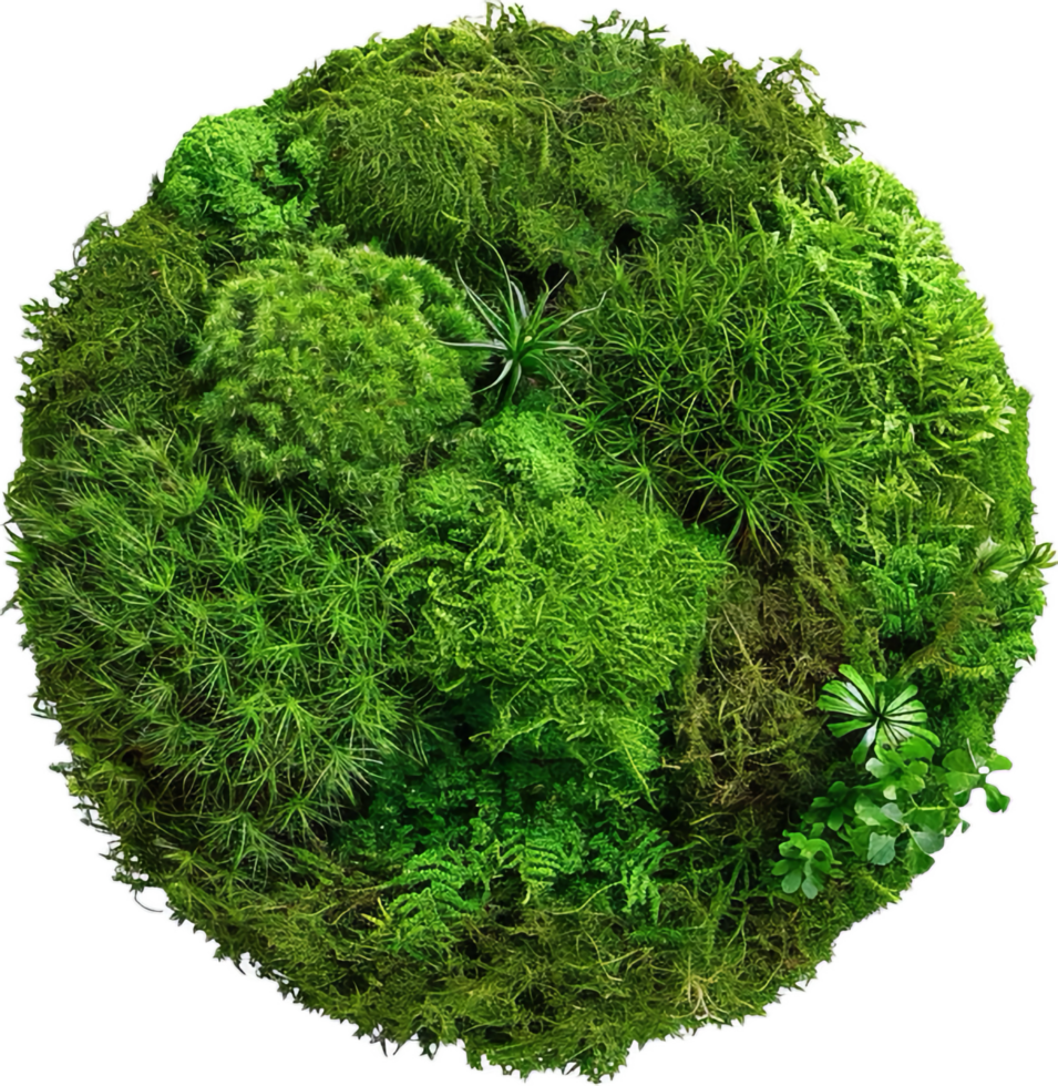 AI generated Lush Green Moss with Clover Leaves png