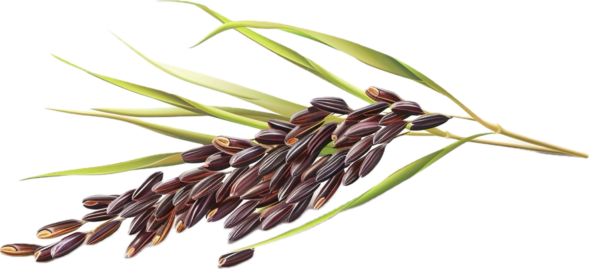 ai generado arroz planta con negro arroz granos png