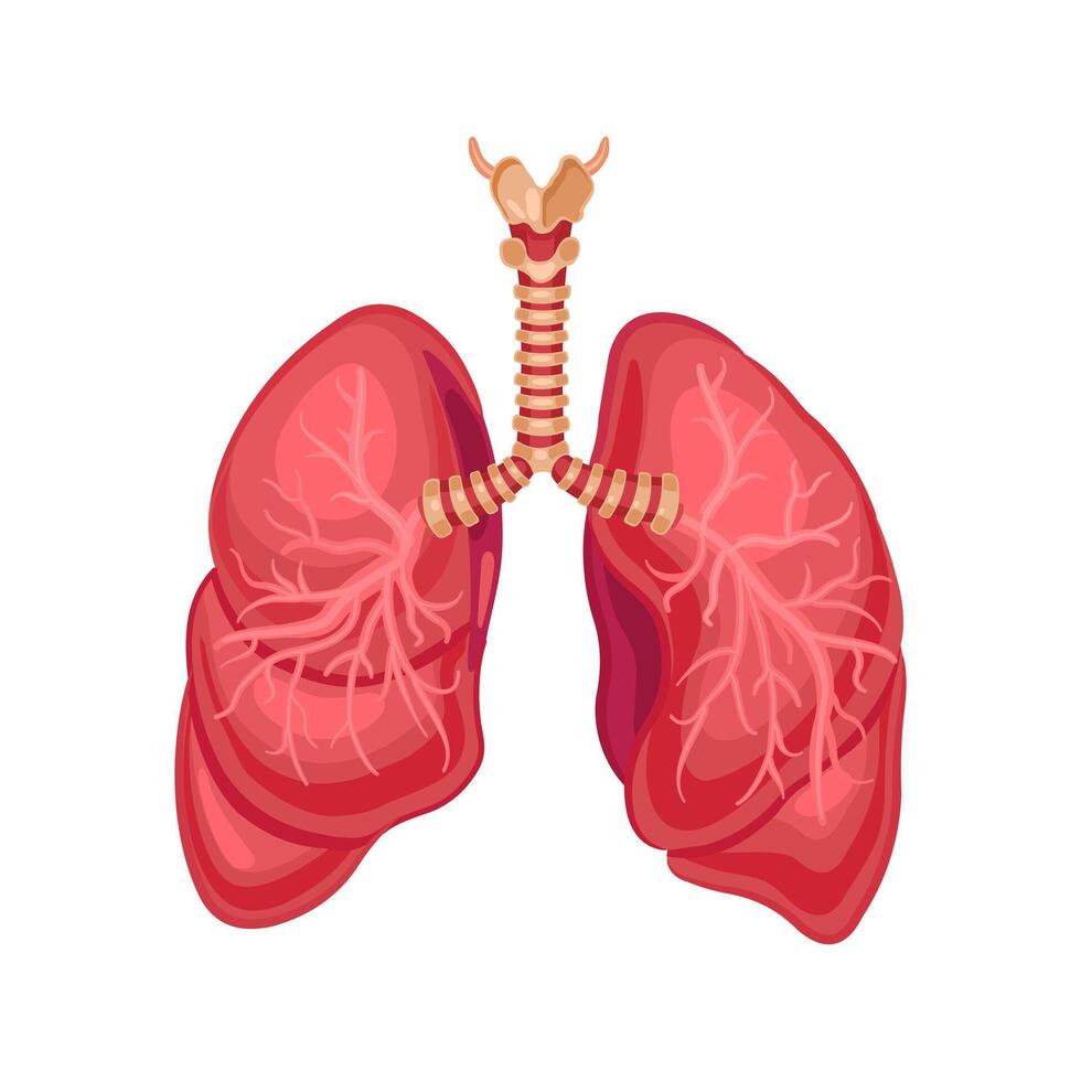 Human lungs. Medical illustration. Vector on white background.