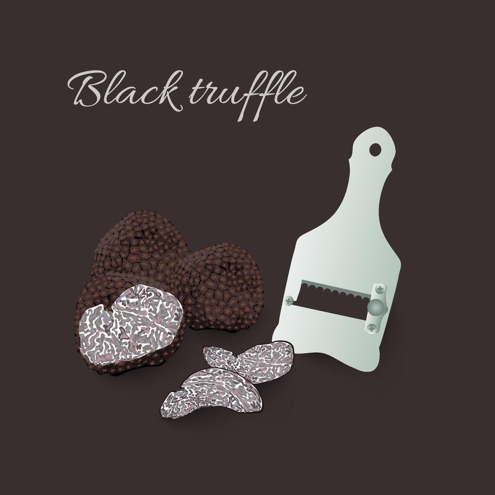 Hand drawn vector illustration of black truffles mushrooms, tuber fungus and slicer