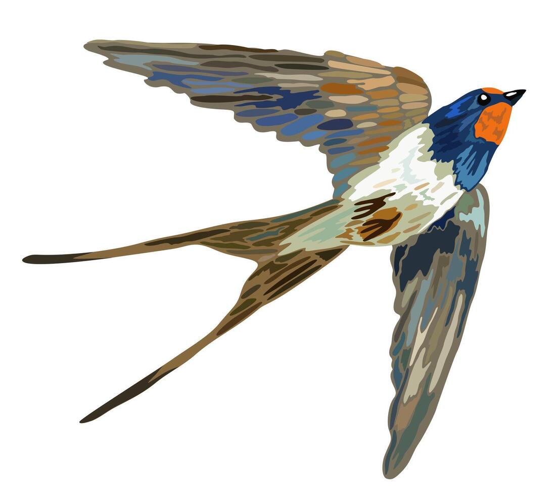 Swallow bird. Vector isolated illustration