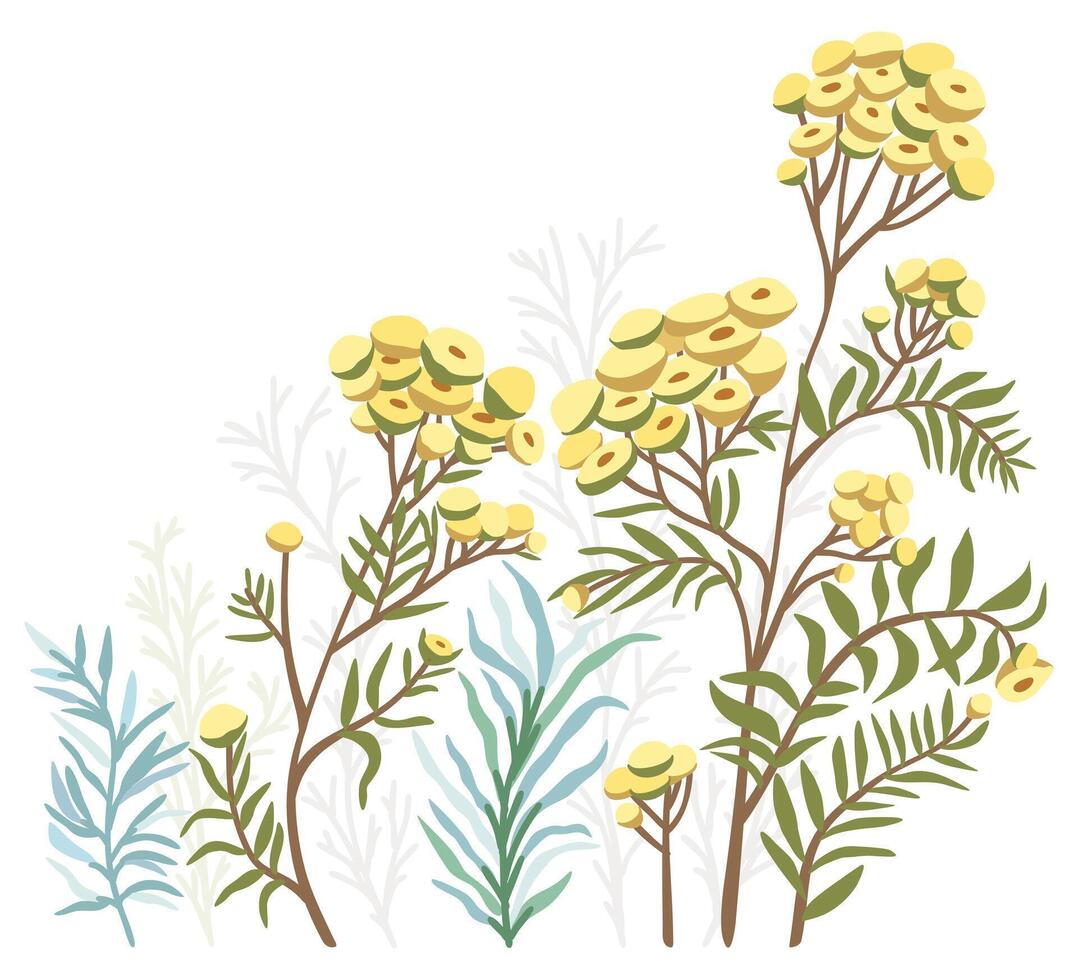 Tansy flowers and herbs. Vector floral isolated illustration