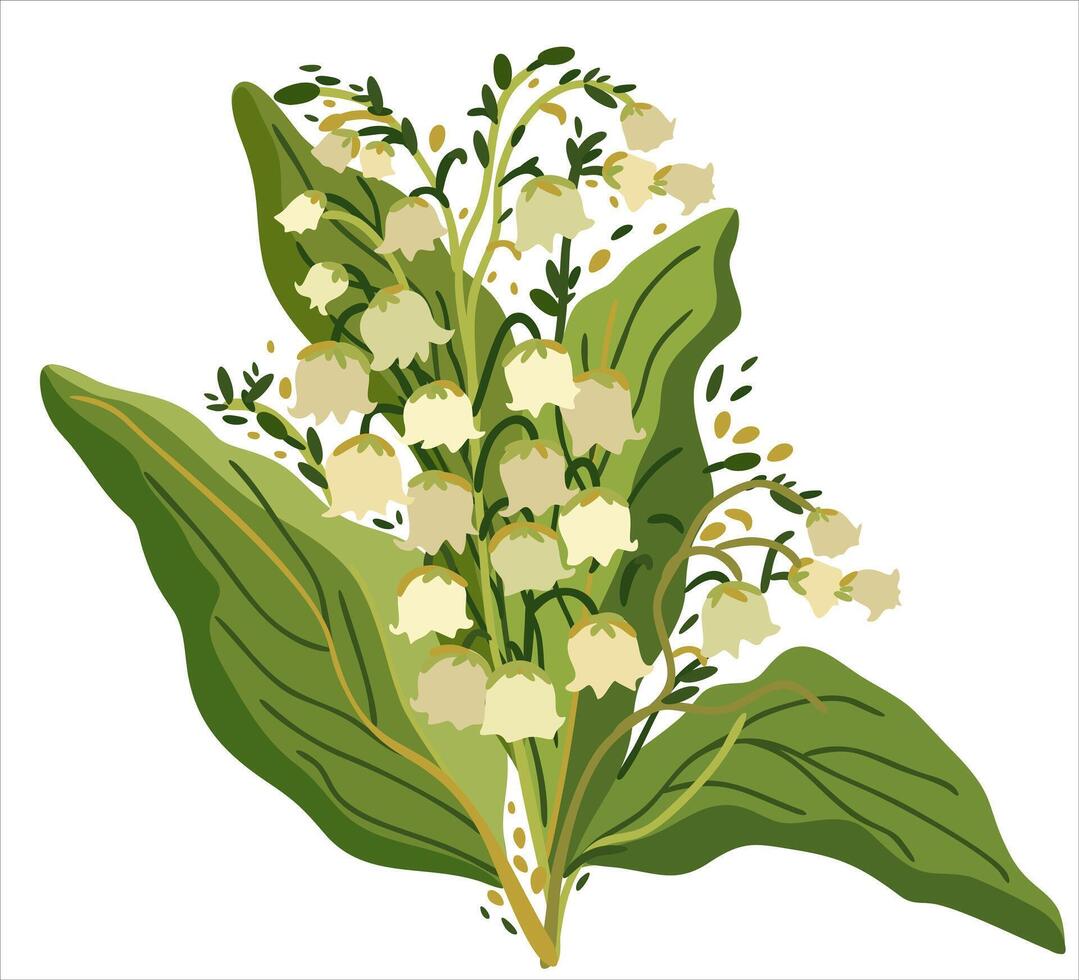 Lily of the valley. Vector isolated illustration