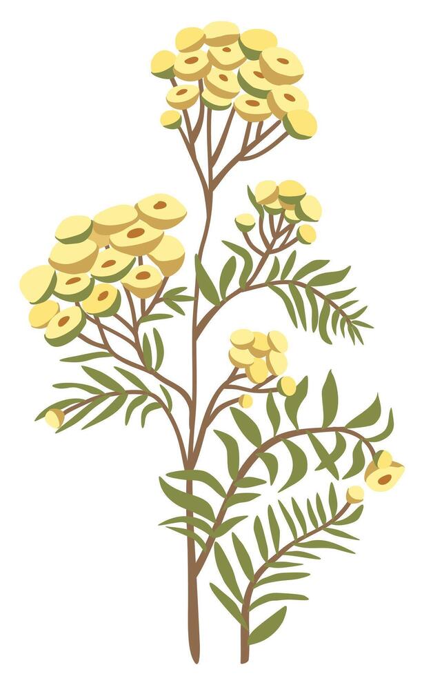 Tansy flower. Vector floral isolated illustration