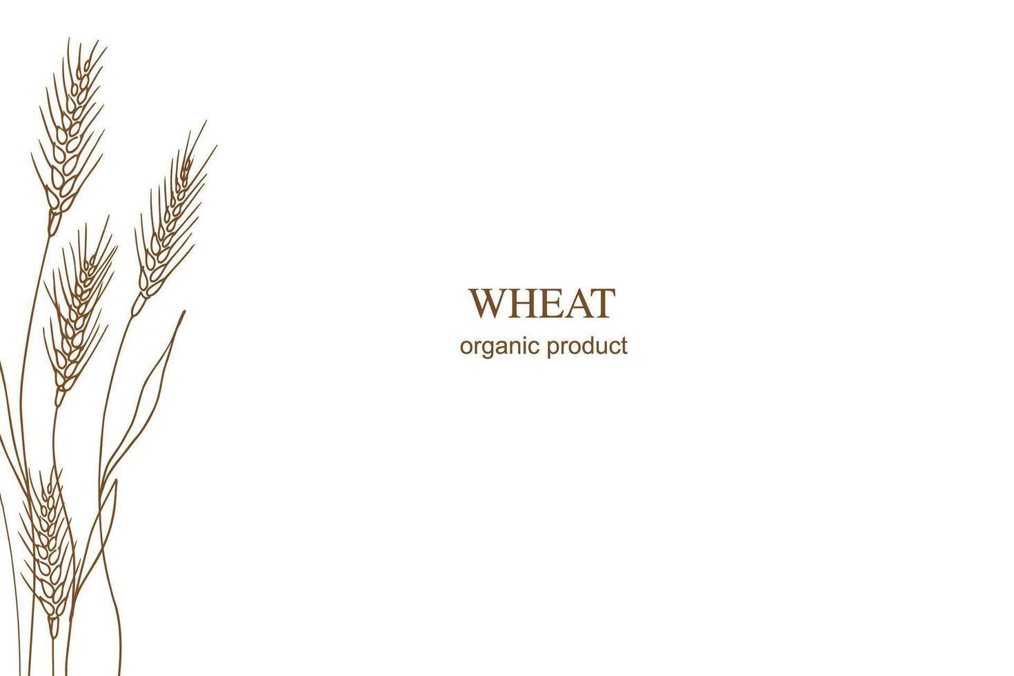 Wheat ears sketch of dried whole grains of heap. Cereal harvest, agriculture, organic farming, baking, food . Background banner for text design with ears of wheat, hand drawn vector illustration