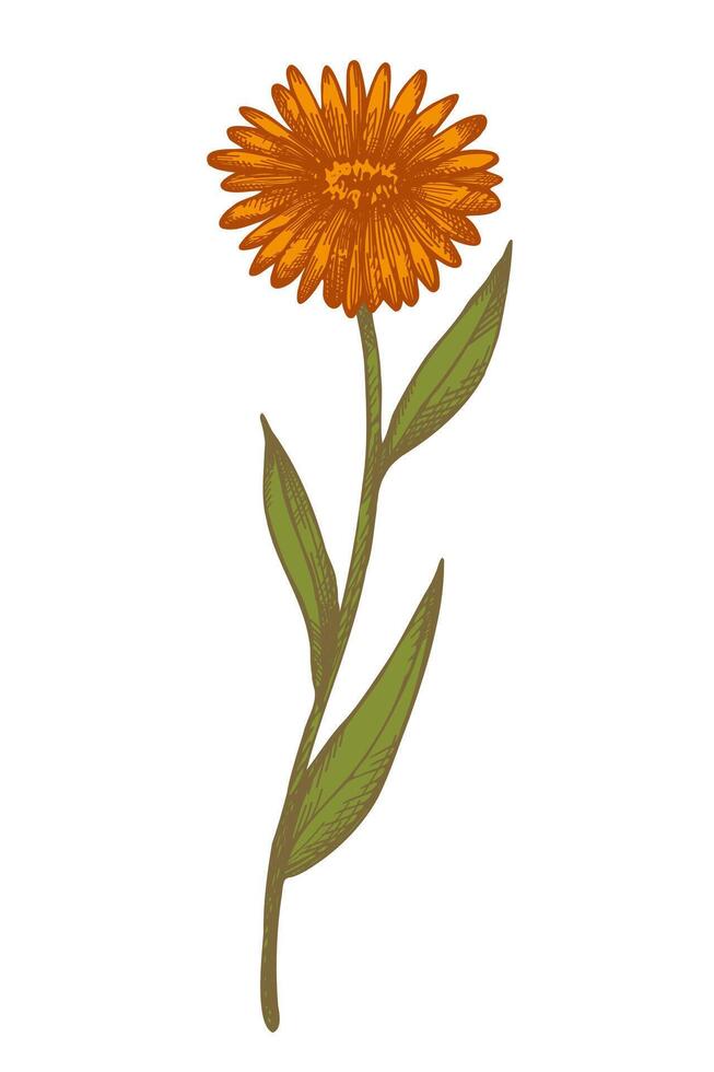 Calendula flower hand drawn with engraved plant on isolated background vector illustration. Botanical vintage sketch of medical cosmetic floret marigold for print, paper, tattoo, label, card