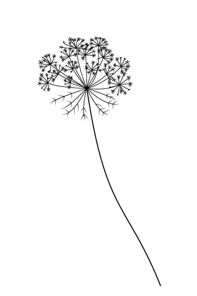 Hand drawn vector carrot flower, black and white graphics, tattoo