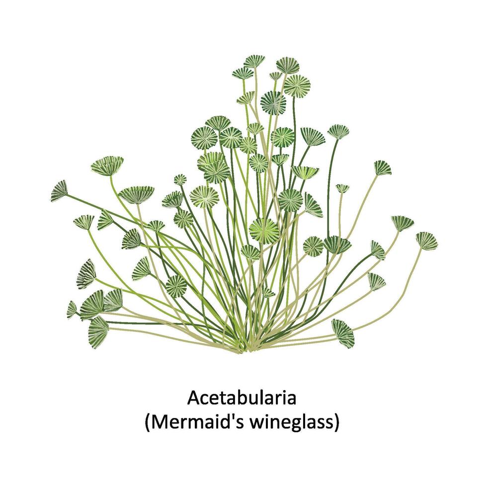 Hand drawn vector illustration of colorful sea weed Acetabularia or mermaid's wineglass, genus green algae. Isolated on white background with text