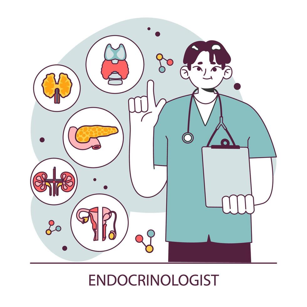 endocrinología. endocrino sistema órganos, páncreas tiroides glándula, pituitaria vector