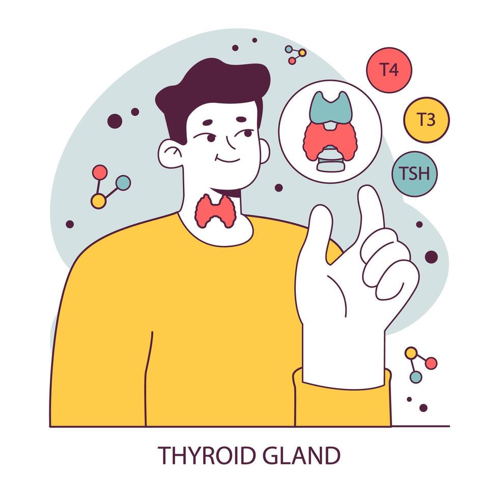 Endocrine system organ and disease. Human gland function. Thyroid vector