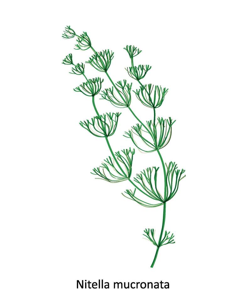 Nitella mucronata - a genus of charophyte green algae. Hand drawn vector illustration