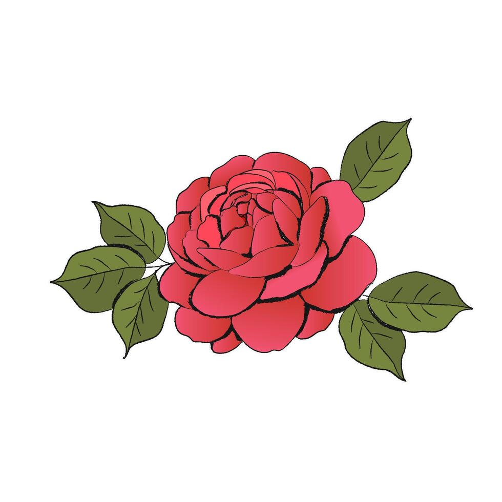 Hand drawn vector illustration of a pink peony flower