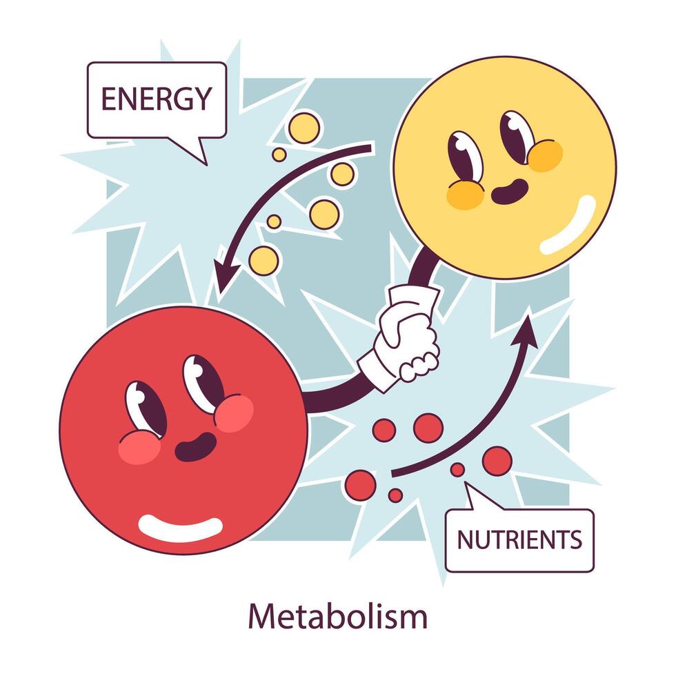 Endocrine system function. Cellular metabolism. Biochemical reaction vector