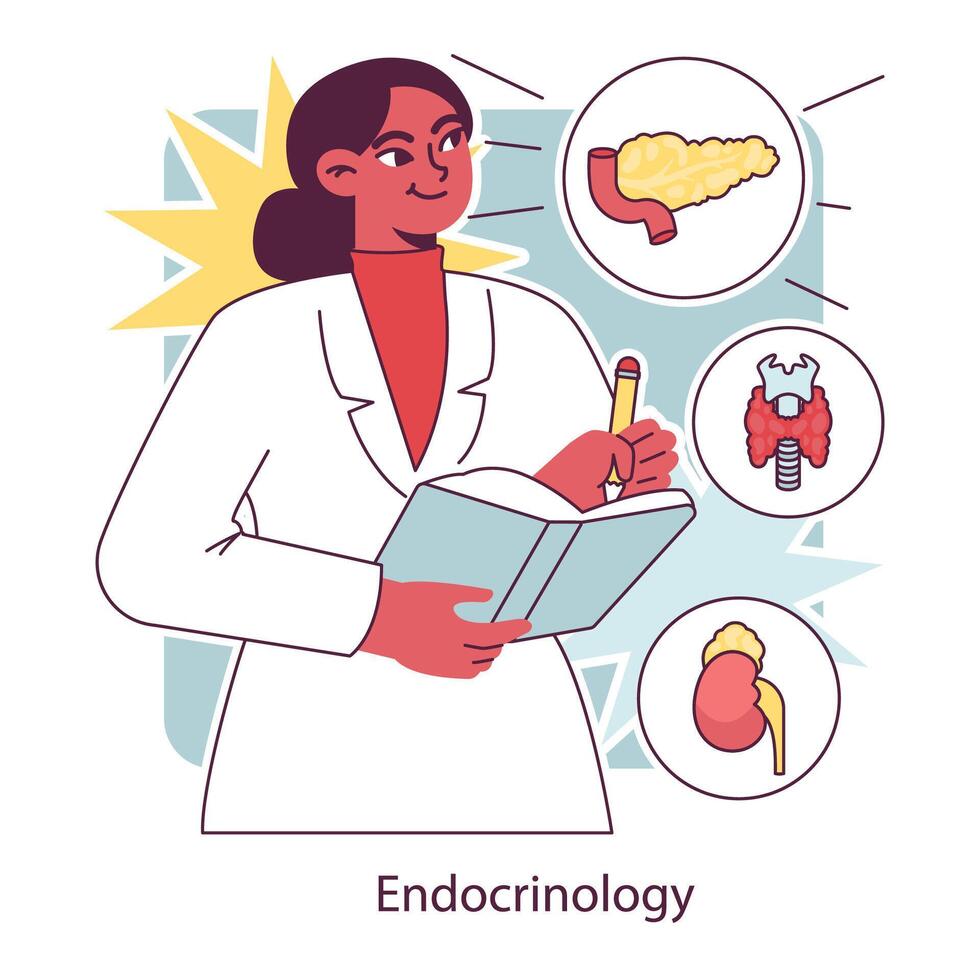 endocrinología. endocrino sistema órganos, páncreas tiroides glándula, pituitaria vector