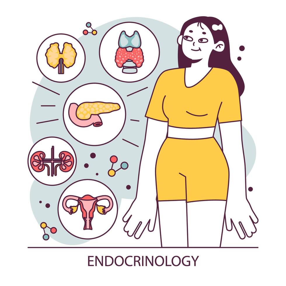 Endocrinology. Endocrine system organs, pancreas thyroid gland, pituitary vector