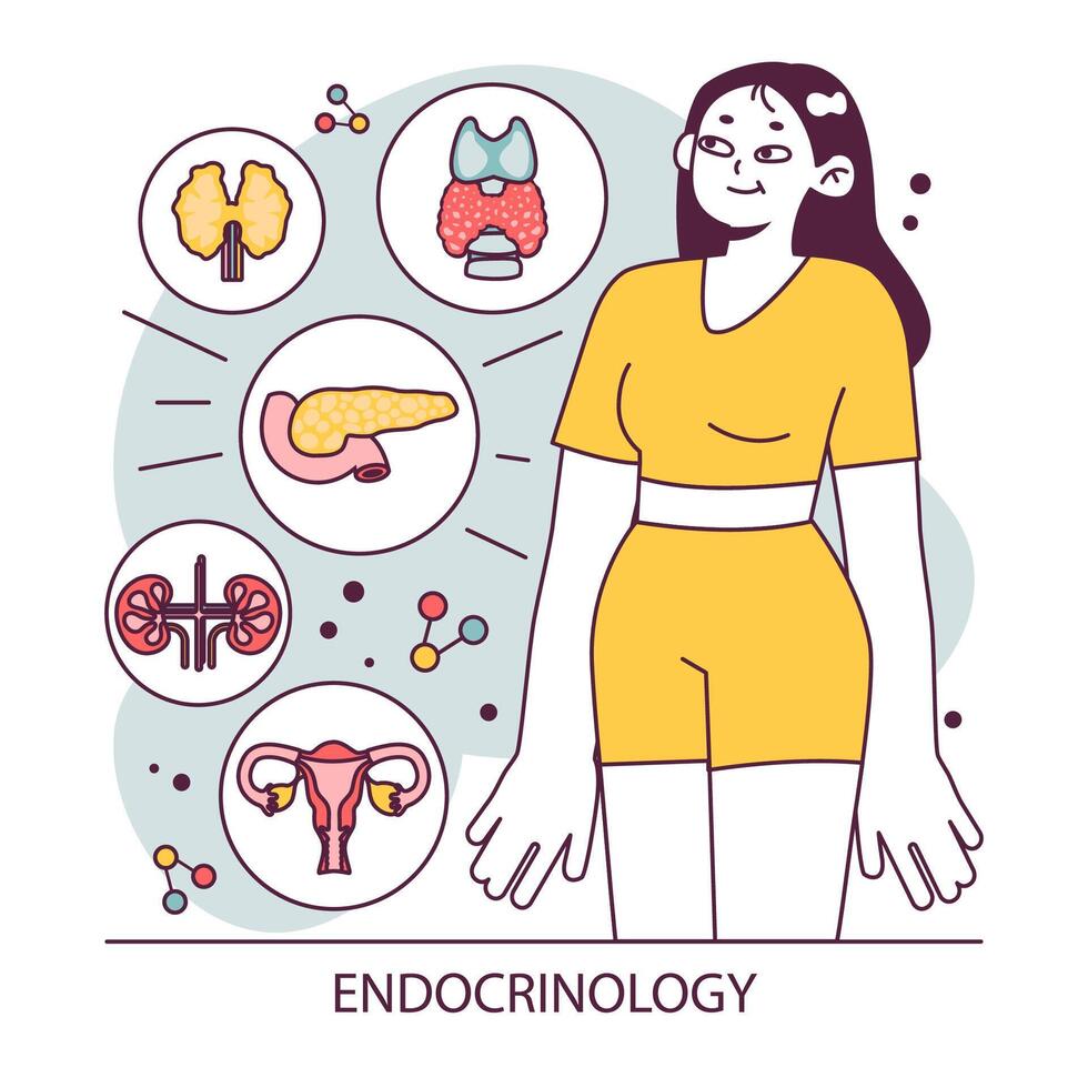 endocrinología. endocrino sistema órganos, páncreas tiroides glándula, pituitaria vector