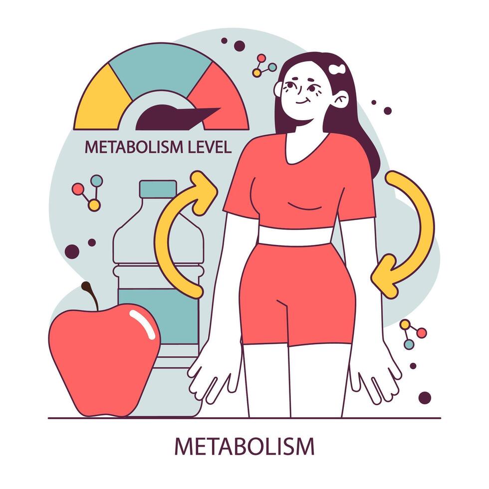 Endocrine system function. Cellular metabolism. Biochemical reaction vector