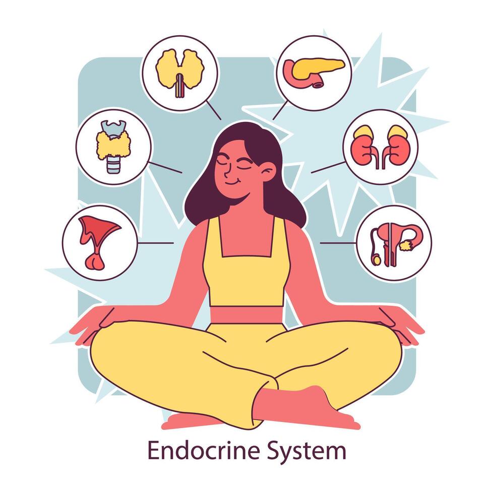 Endocrine system organ. Human gland function. Pancreas, pituitary vector