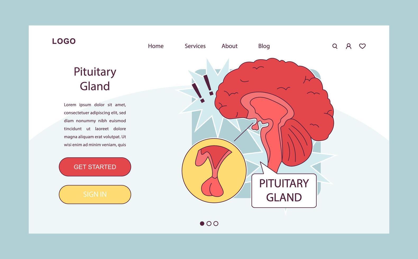 Pituitary gland anatomy. Human endocrine system, brain and hypothalamus vector