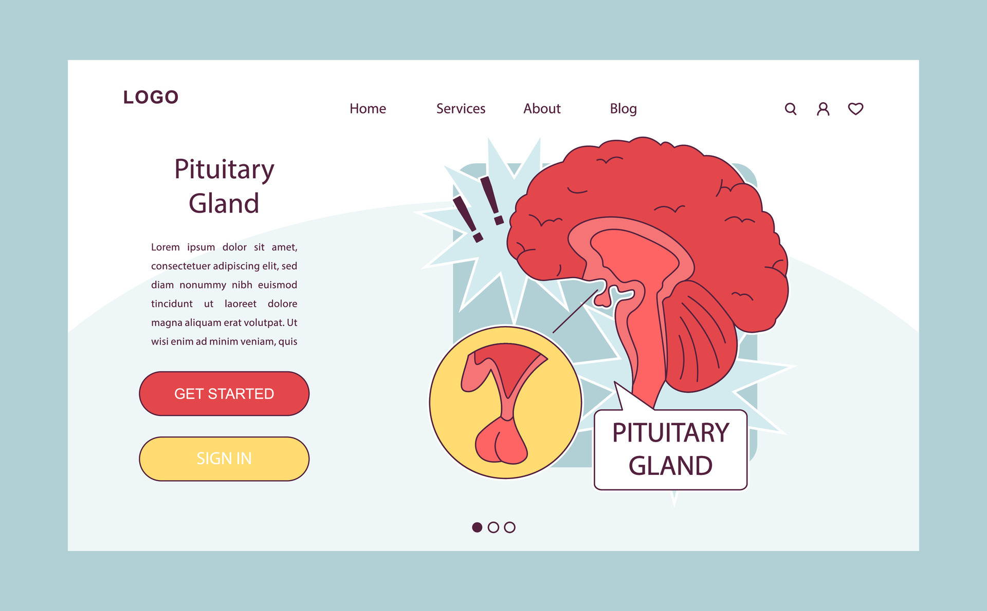 Pituitary gland anatomy. Human endocrine system, brain and hypothalamus
