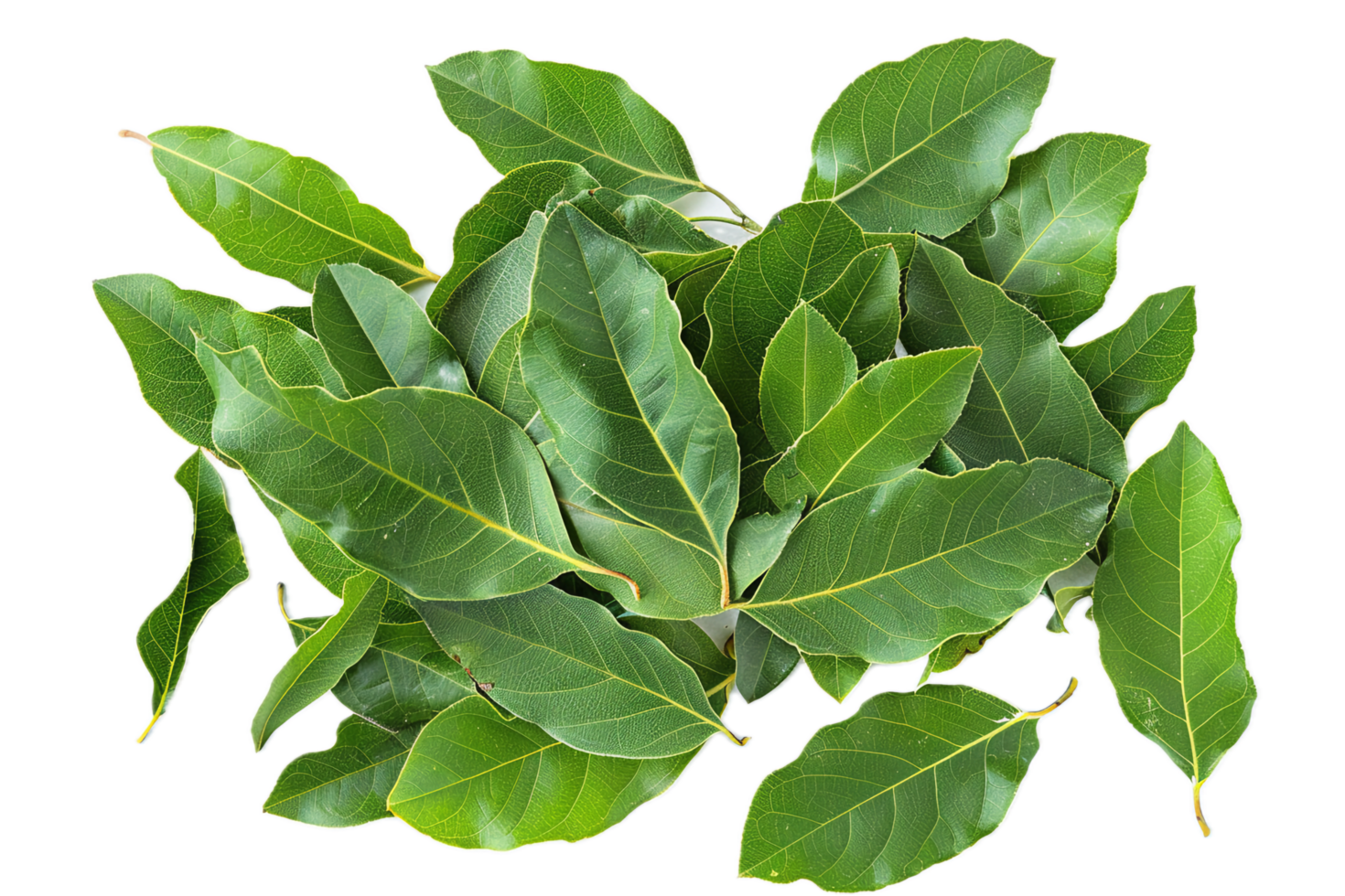 AI generated Vibrant Green Leaves Close-up png