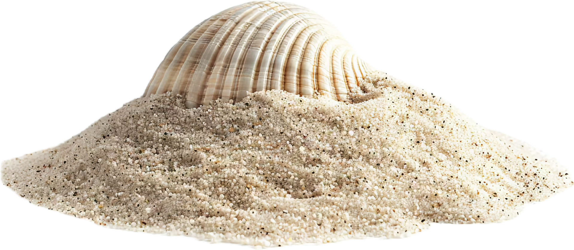 AI generated Seashell on Sand png