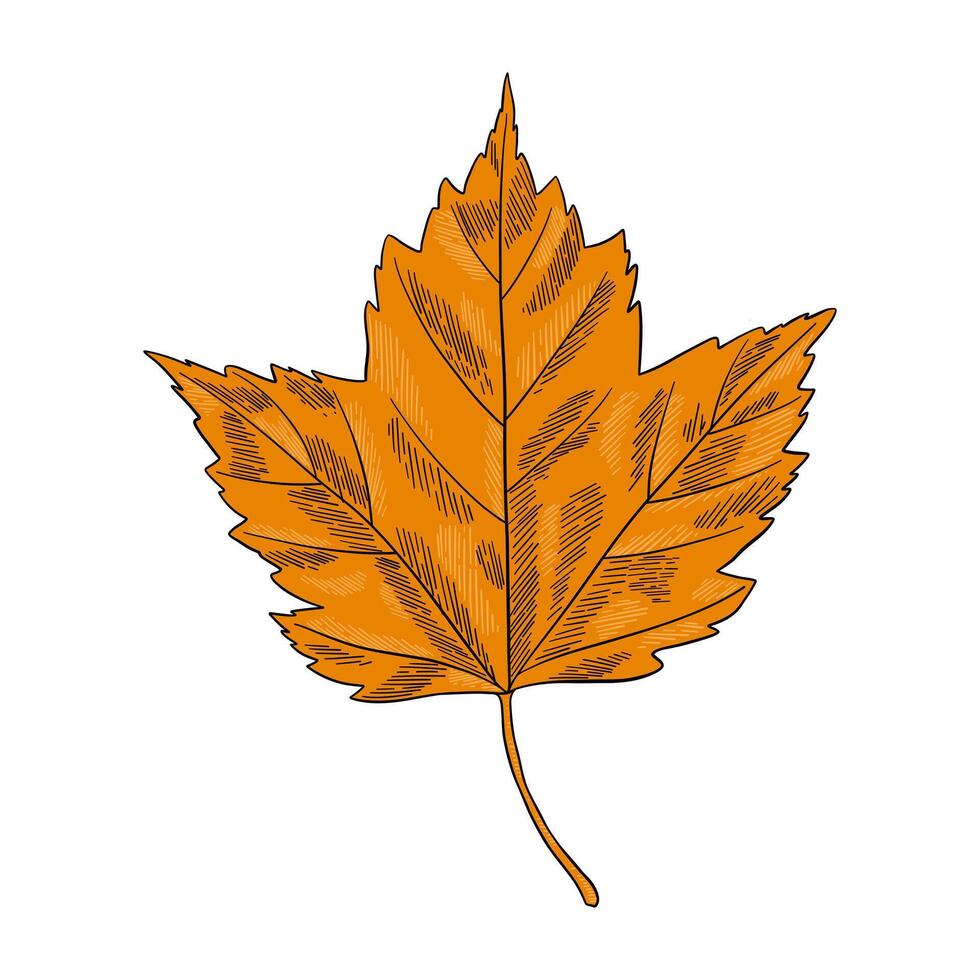 hand drawn grape leaf illustration vector