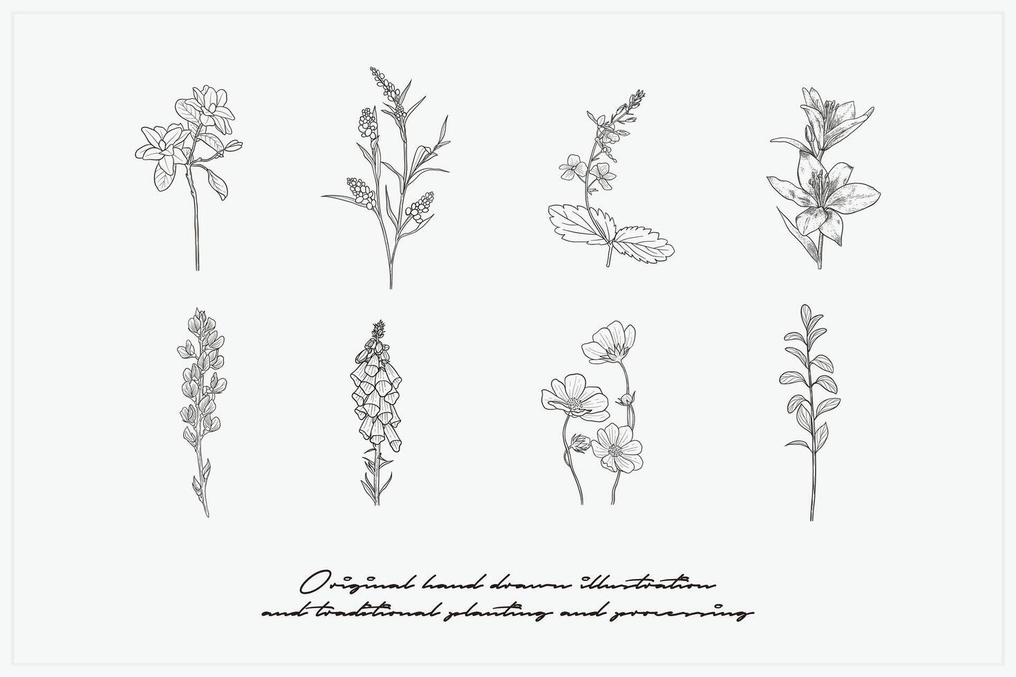 hand drawn botanical plant collection vector illustration