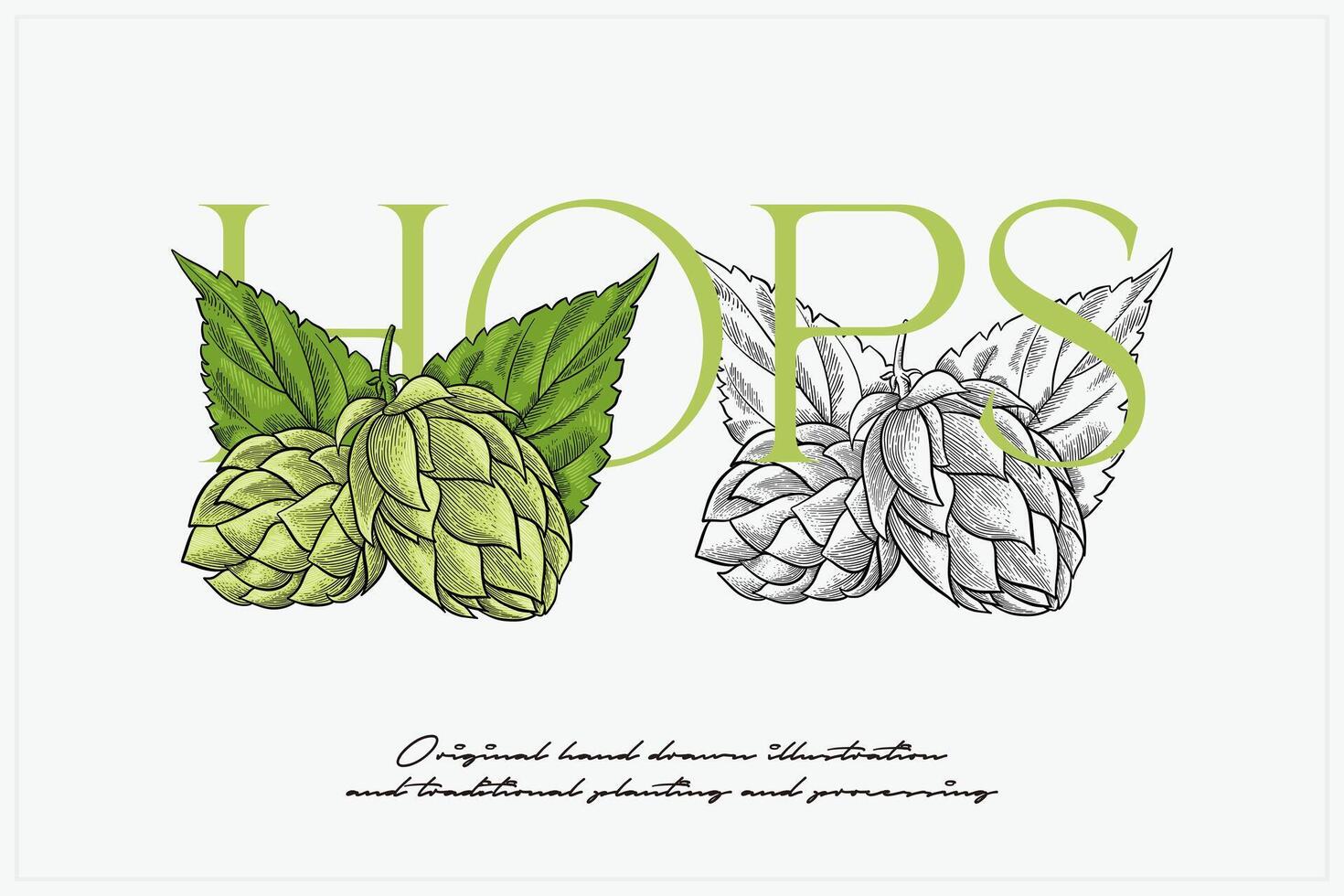 hand drawn hops illustration vector