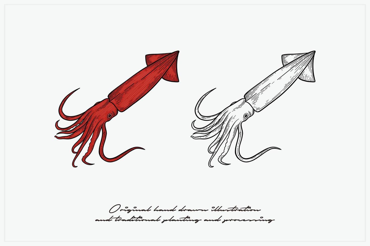 hand drawn squid vector illustration