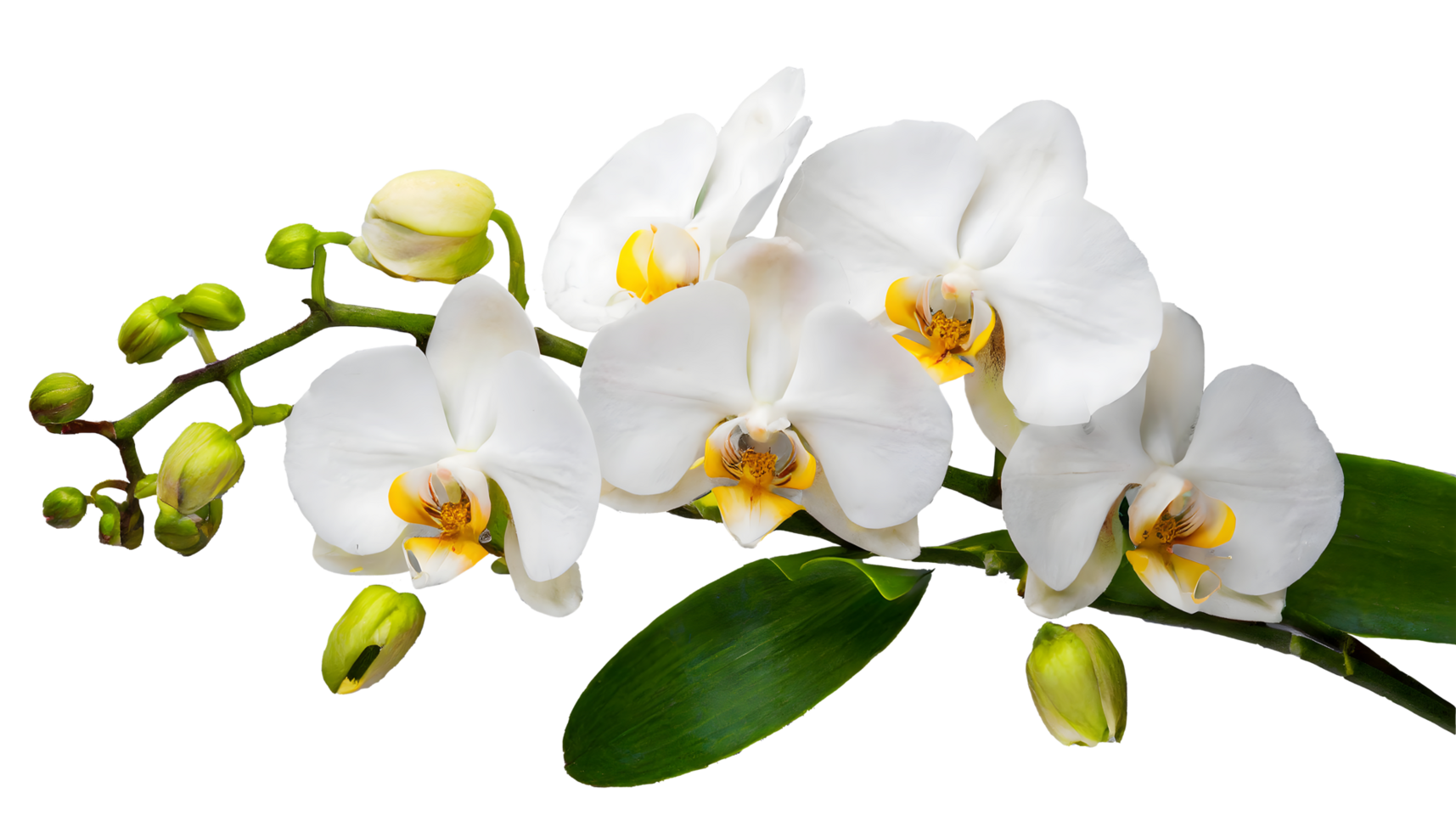 AI generated Blooming White tropical orchids bunch png