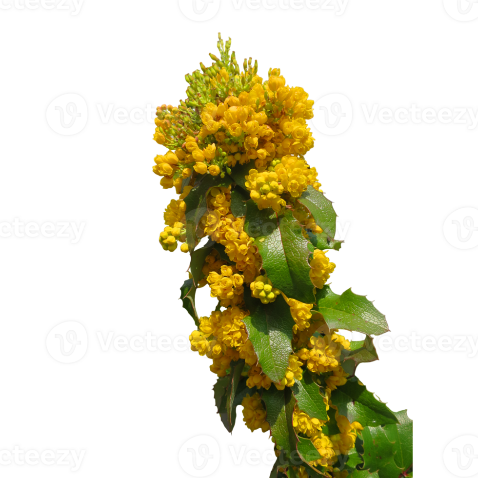 Vibrant yellow mahonia shrub in bloom png