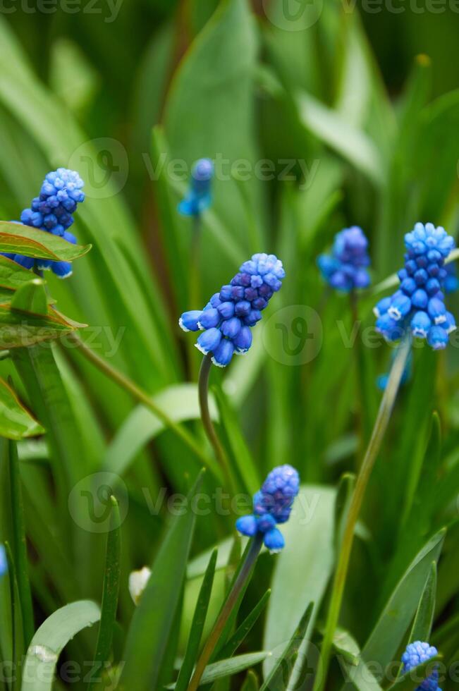 Close up of blue moscari flowers in the garden in spring on a sunny day photo