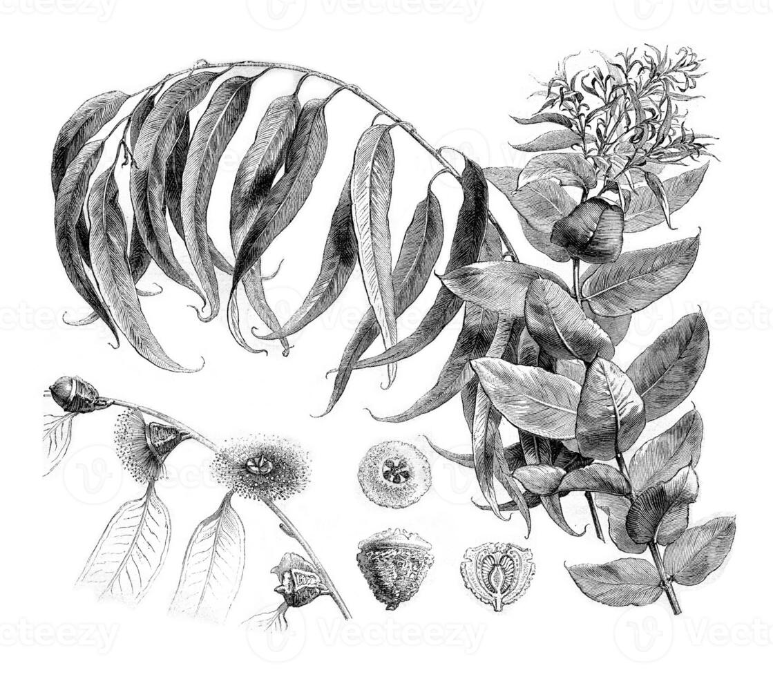 Details Eucalyptus globulus, vintage engraving. photo