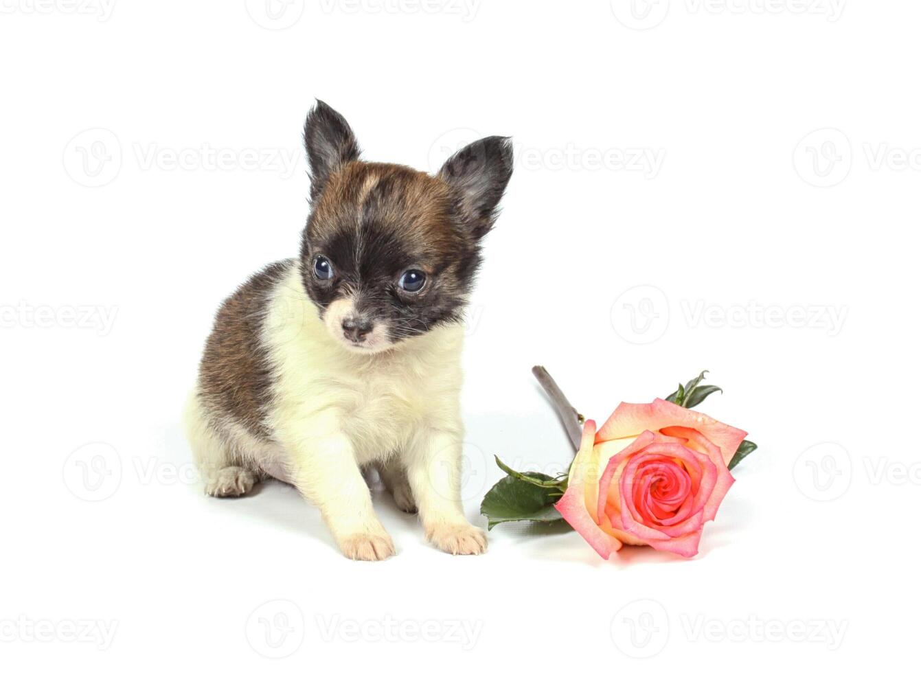 chihuahua puppy in studio photo