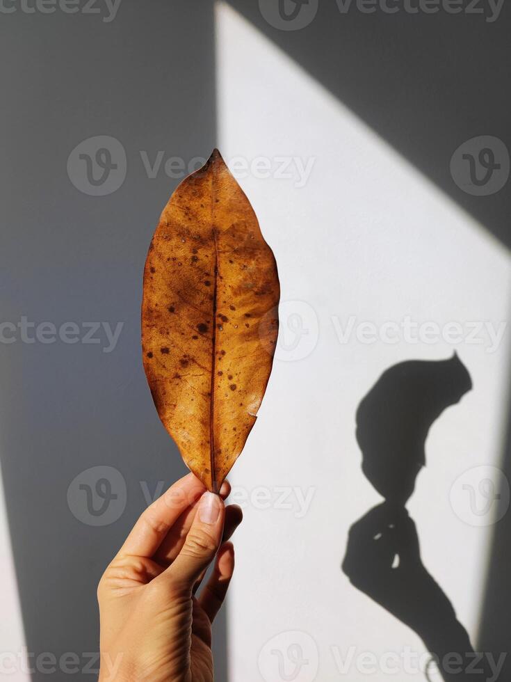 Yellowed, dry leaf in hand on a white wall photo